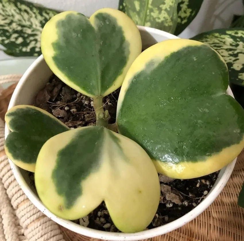 hoya kerrii plant showing characteristic features