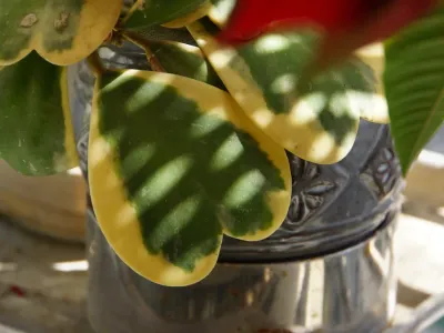 hoya variegata thumbnail