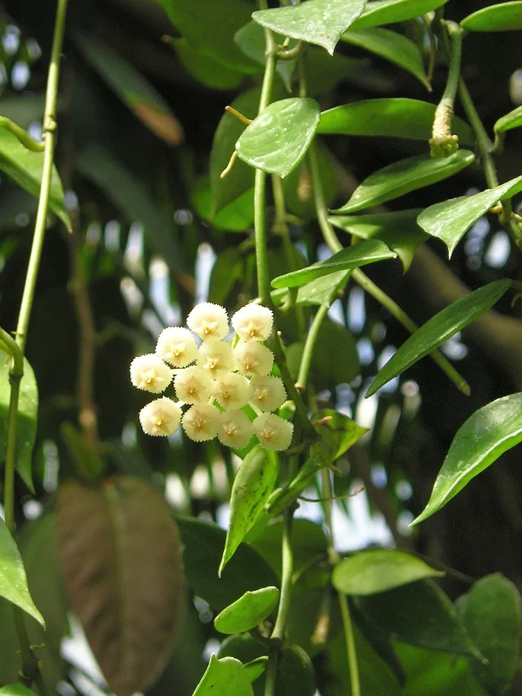 hoya lacunosa plant showing characteristic features