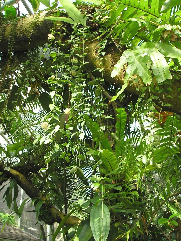 hoya lacunosa plant showing characteristic features