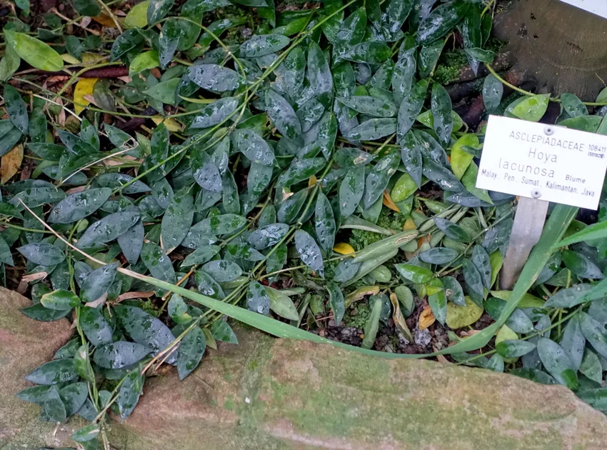 hoya lacunosa plant showing characteristic features
