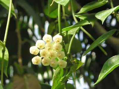 thumbnail hoya lacunosa