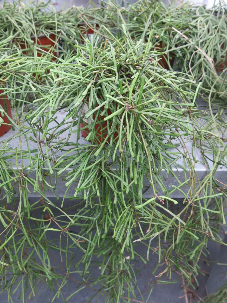 hoya linearis plant showing characteristic features