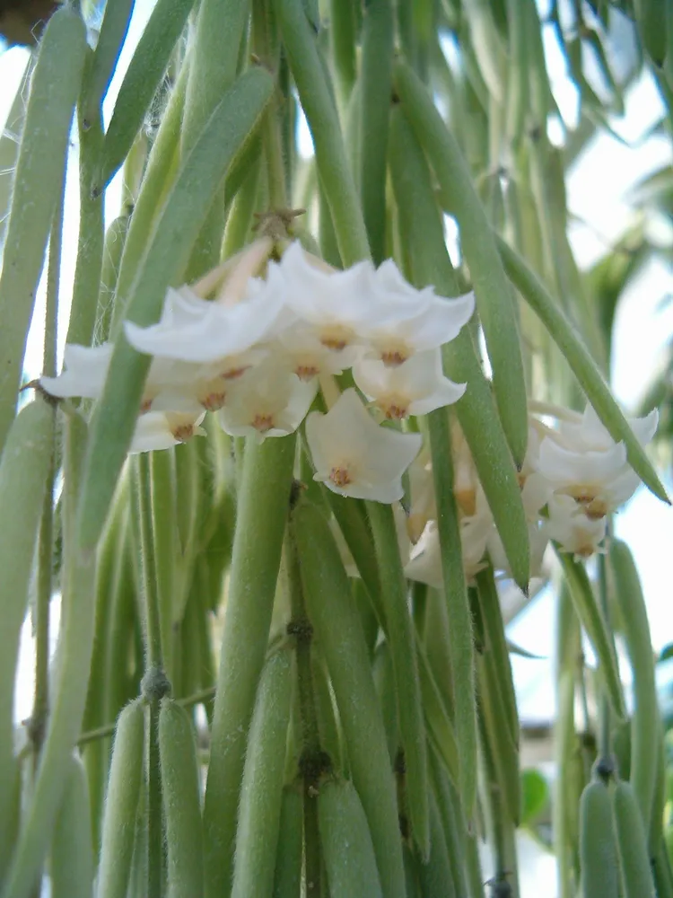 hoya linearis plant showing characteristic features