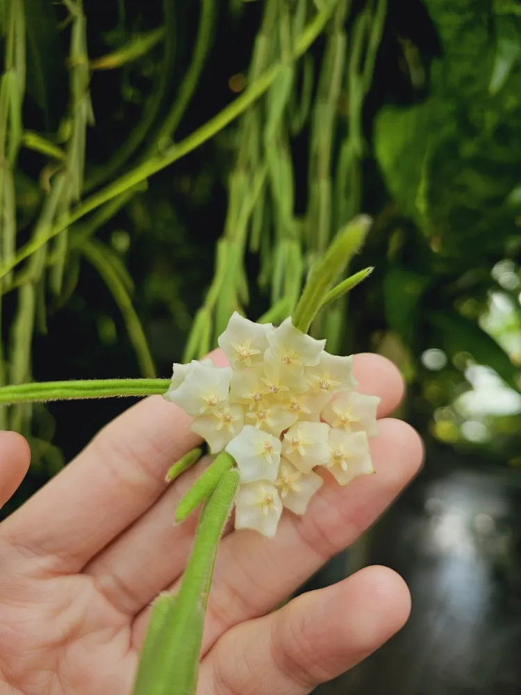 hoya linearis plant showing characteristic features