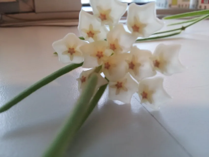 hoya linearis plant showing characteristic features