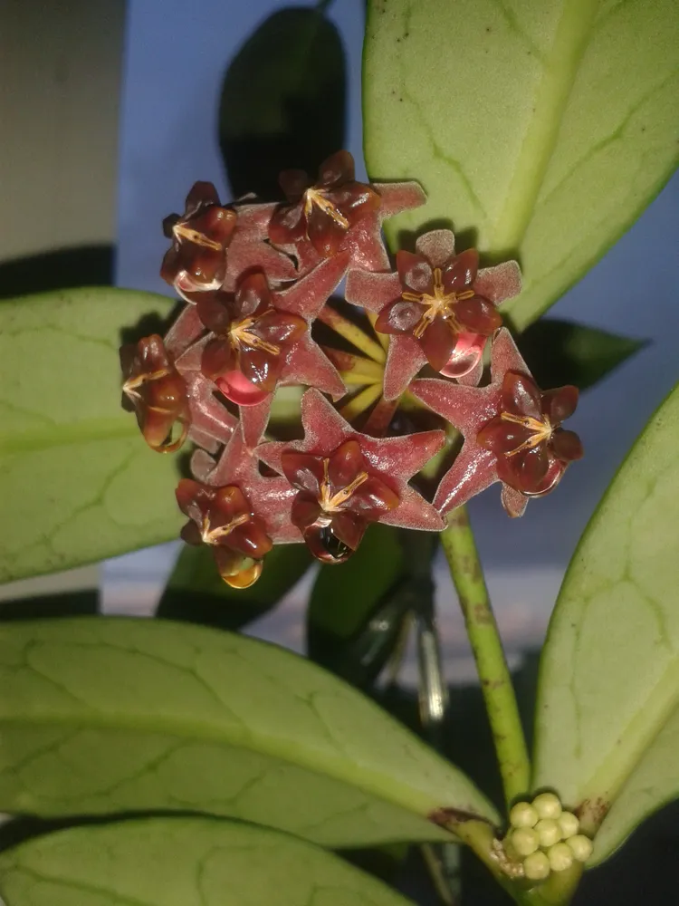 hoya lobbii plant showing characteristic features