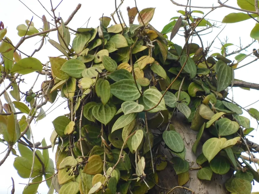 Plante hoya macrophylla montrant ses caractéristiques typiques