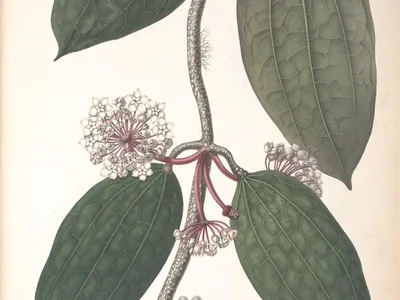 thumbnail hoya macrophylla