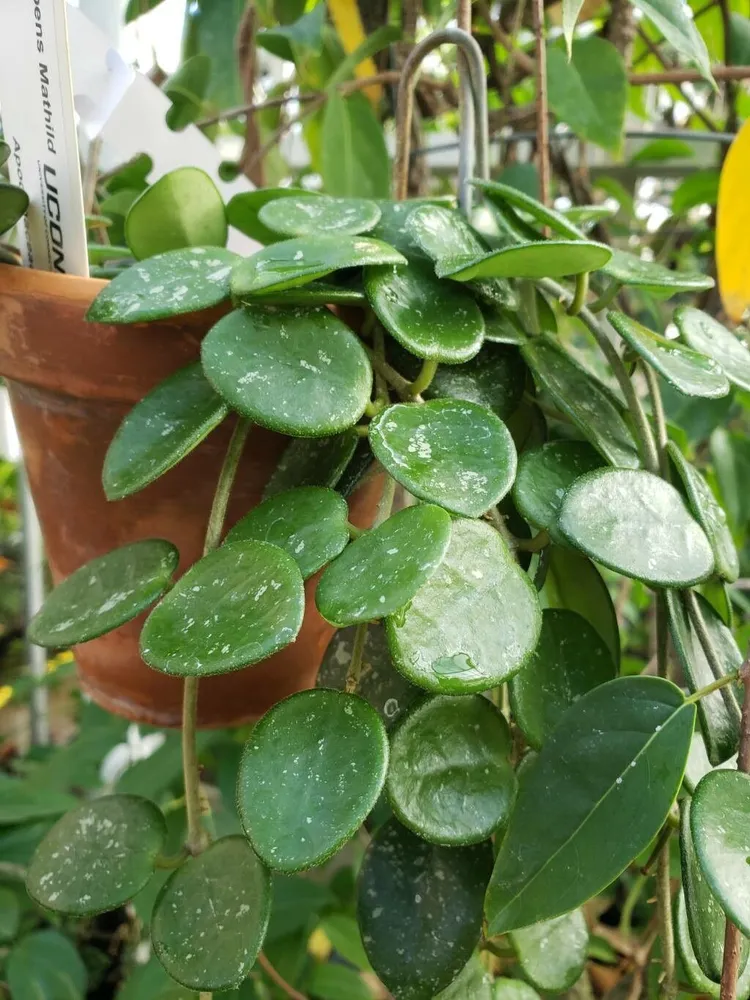 hoya mathilde plant showing characteristic features