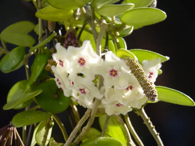 hoya mathilde plant showing characteristic features