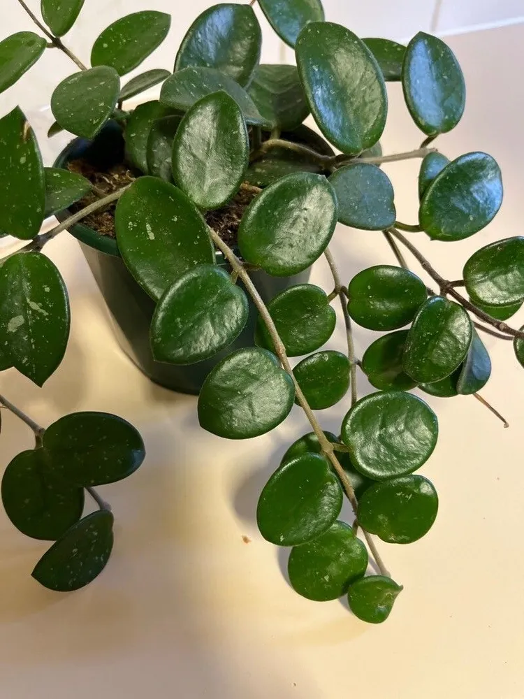hoya mathilde plant showing characteristic features