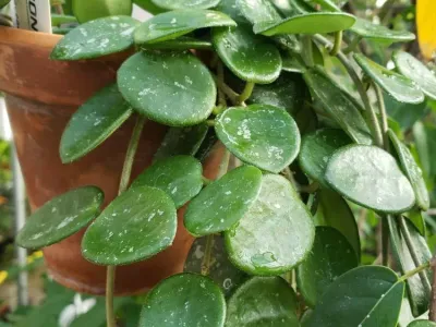 thumbnail hoya 'mathilde'