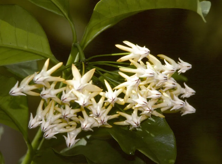 hoya multiflora plant showing characteristic features