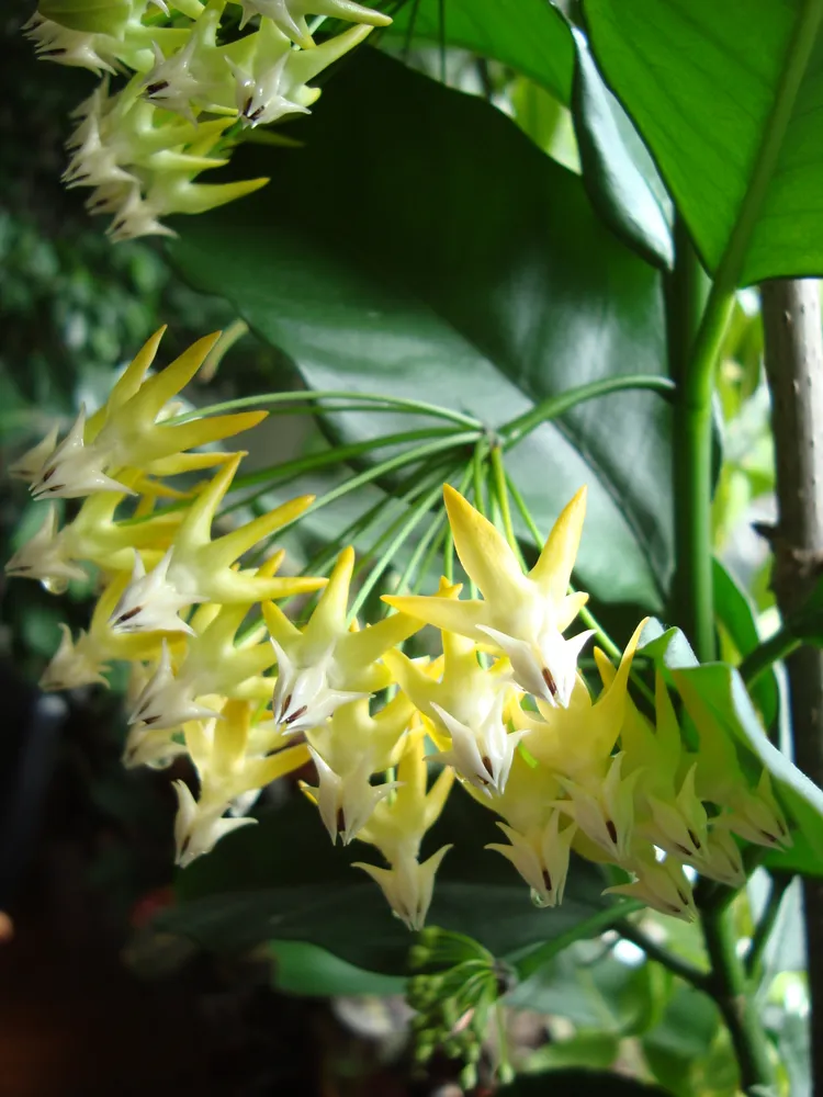 hoya multiflora plant showing characteristic features