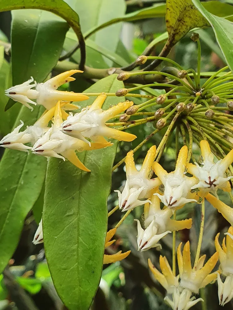 hoya multiflora plant showing characteristic features