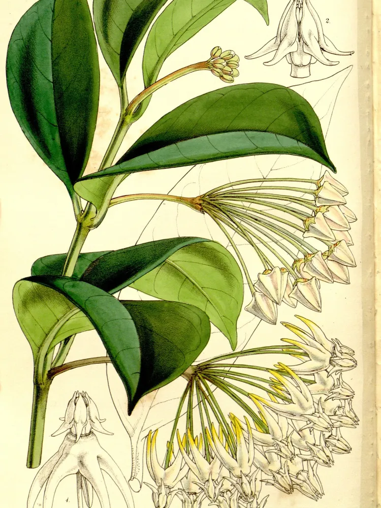 hoya multiflora plant showing characteristic features