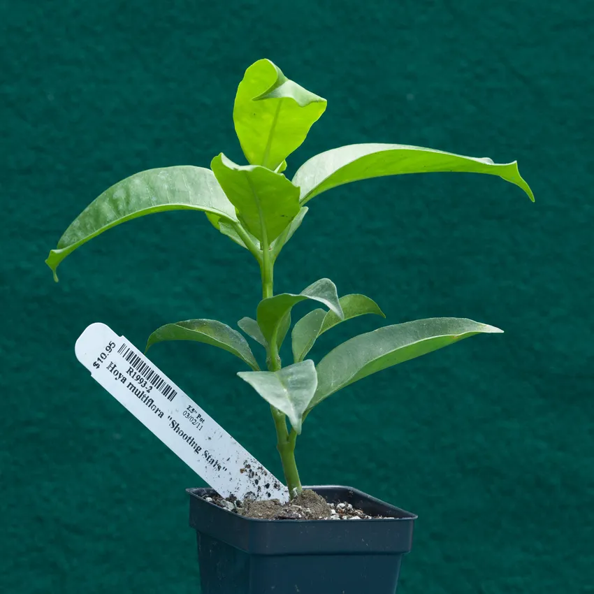 hoya multiflora plant showing characteristic features