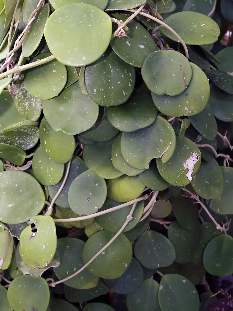 hoya obovata plant showing characteristic features