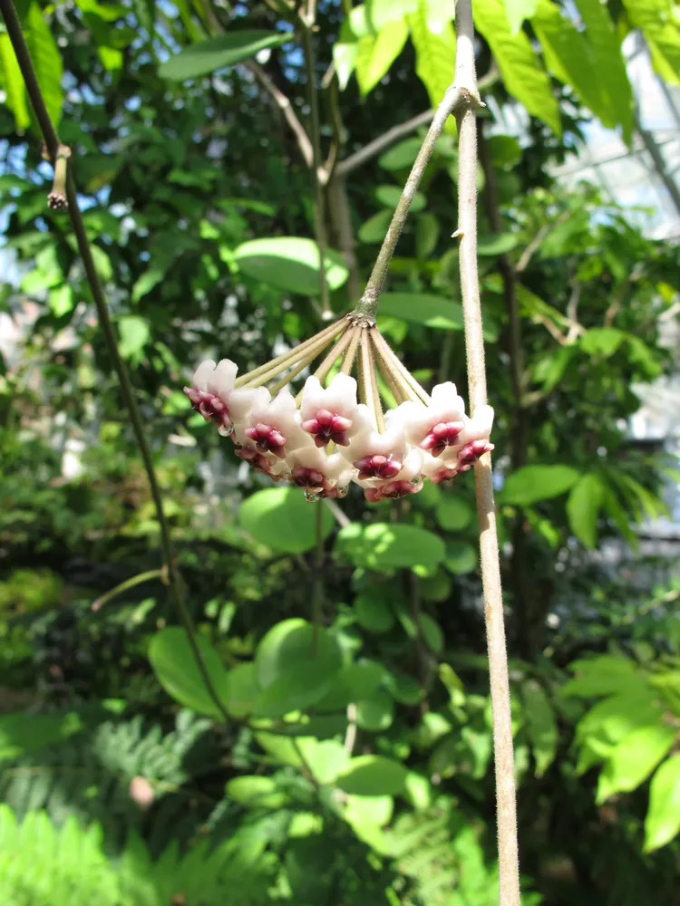 hoya obovata plant showing characteristic features
