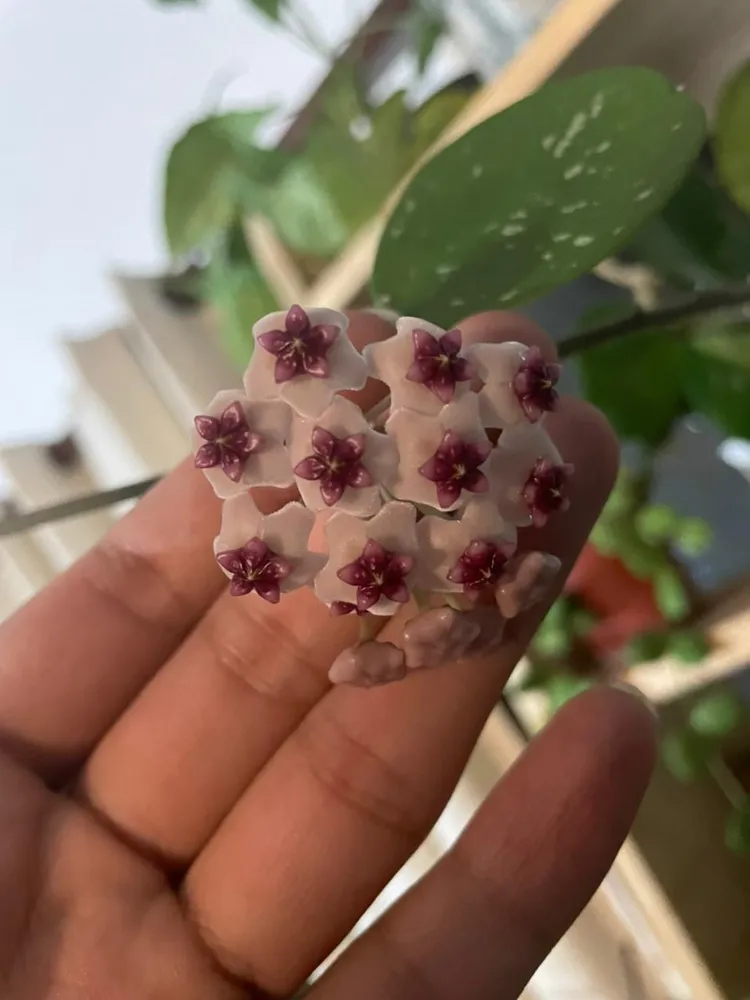 hoya obovata plant showing characteristic features