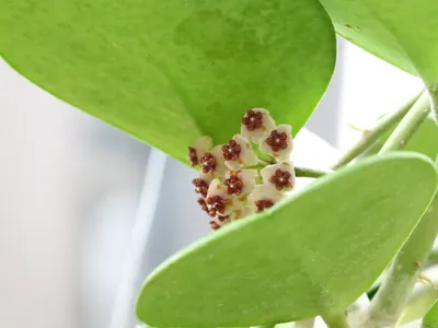 thumbnail hoya obovata
