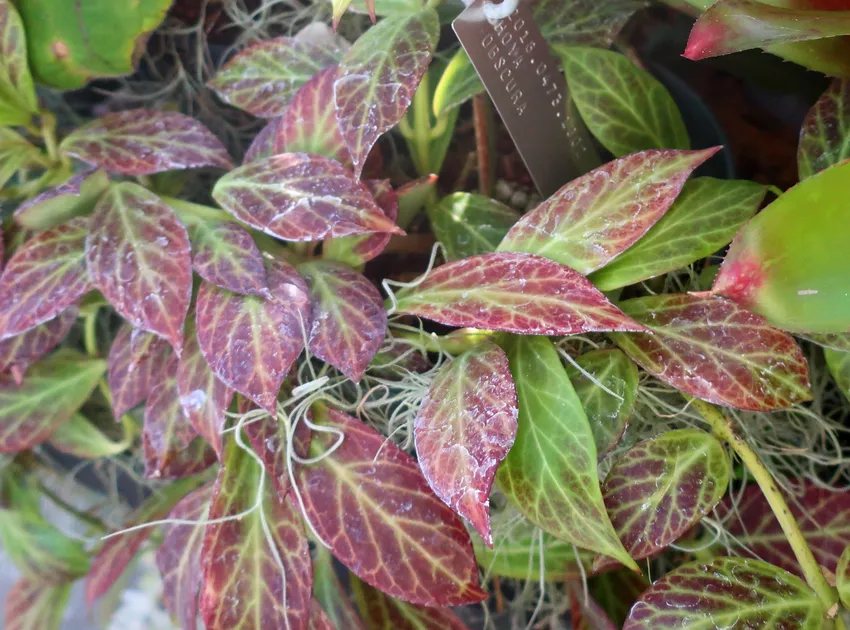 Plante hoya obscura montrant ses caractéristiques typiques