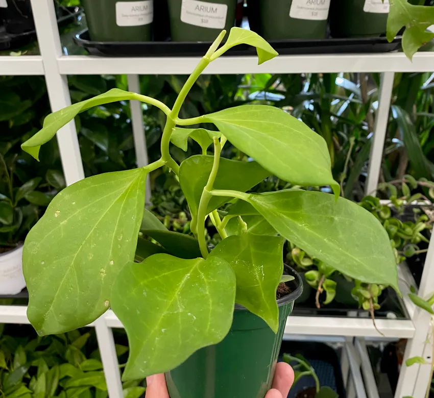 hoya pachyclada plant showing characteristic features
