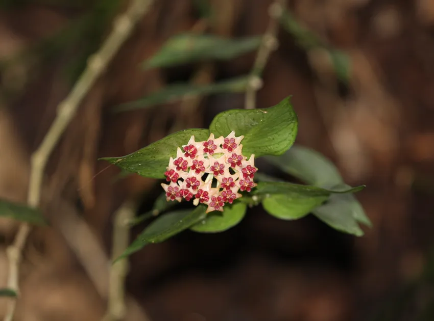 hoya polyneura plant showing characteristic features