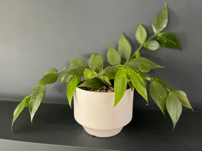 thumbnail hoya polyneura