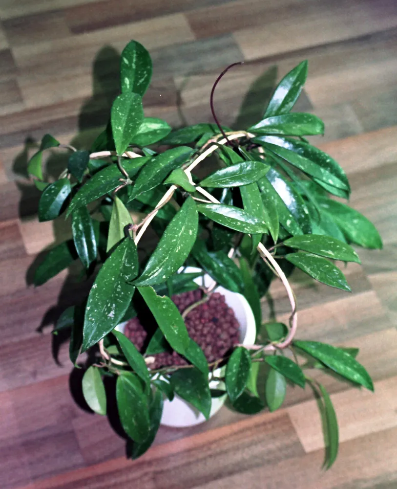 hoya pubicalyx plant showing characteristic features