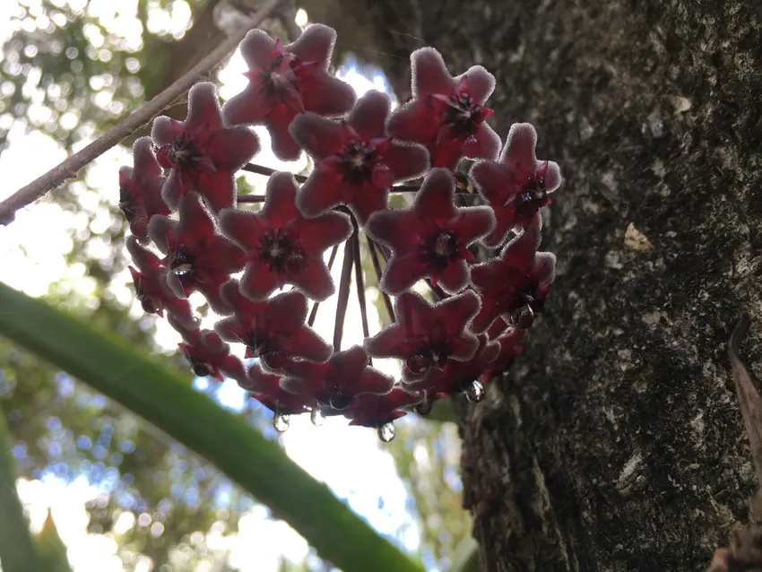 hoya pubicalyx plant showing characteristic features