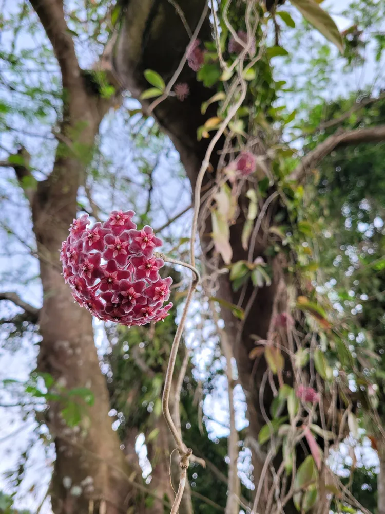hoya pubicalyx plant showing characteristic features