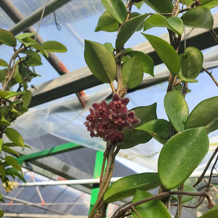 hoya pubicalyx plant showing characteristic features