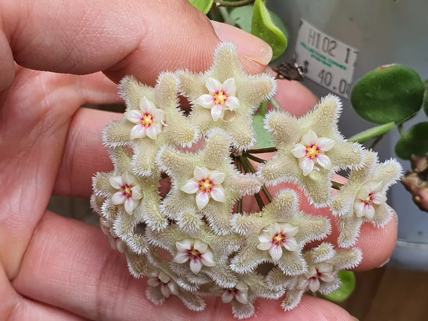 hoya serpens plant showing characteristic features