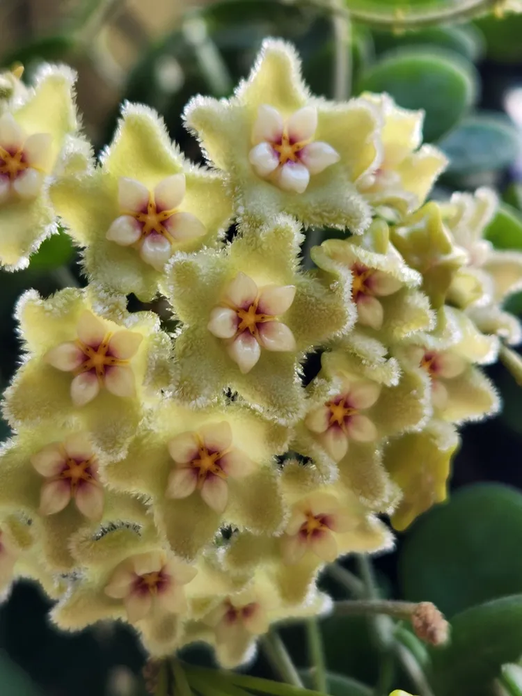 hoya serpens plant showing characteristic features