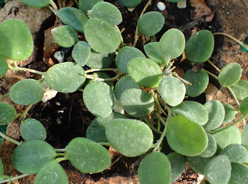 hoya serpens plant showing characteristic features