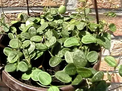 thumbnail hoya serpens