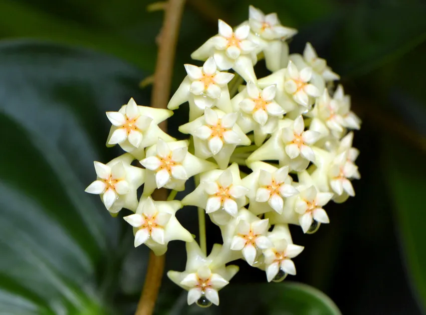 hoya shepherdii plant showing characteristic features