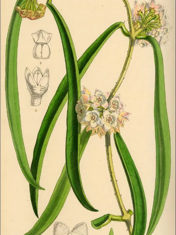 hoya shepherdii plant showing characteristic features