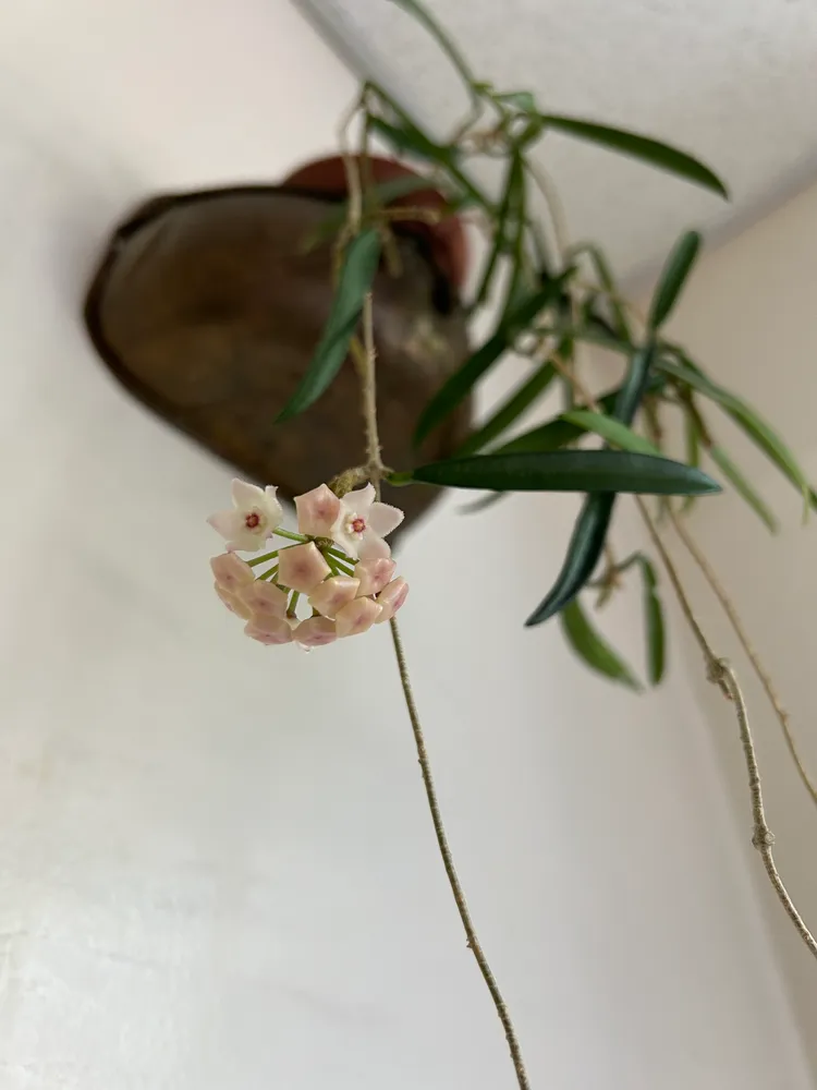 hoya shepherdii plant showing characteristic features