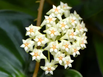 thumbnail hoya shepherdii