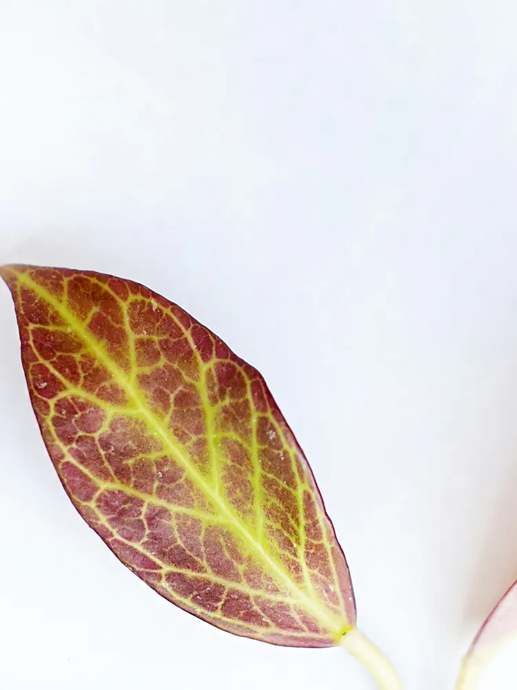 Plante hoya sunrise montrant ses caractéristiques typiques