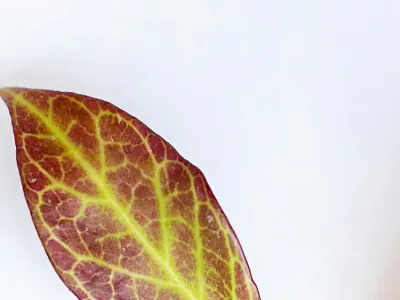 Image miniature hoya 'sunrise'
