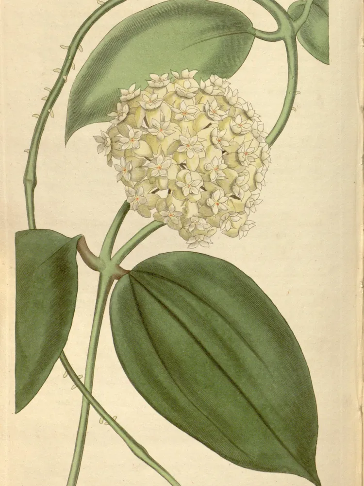 hoya verticillata plant showing characteristic features