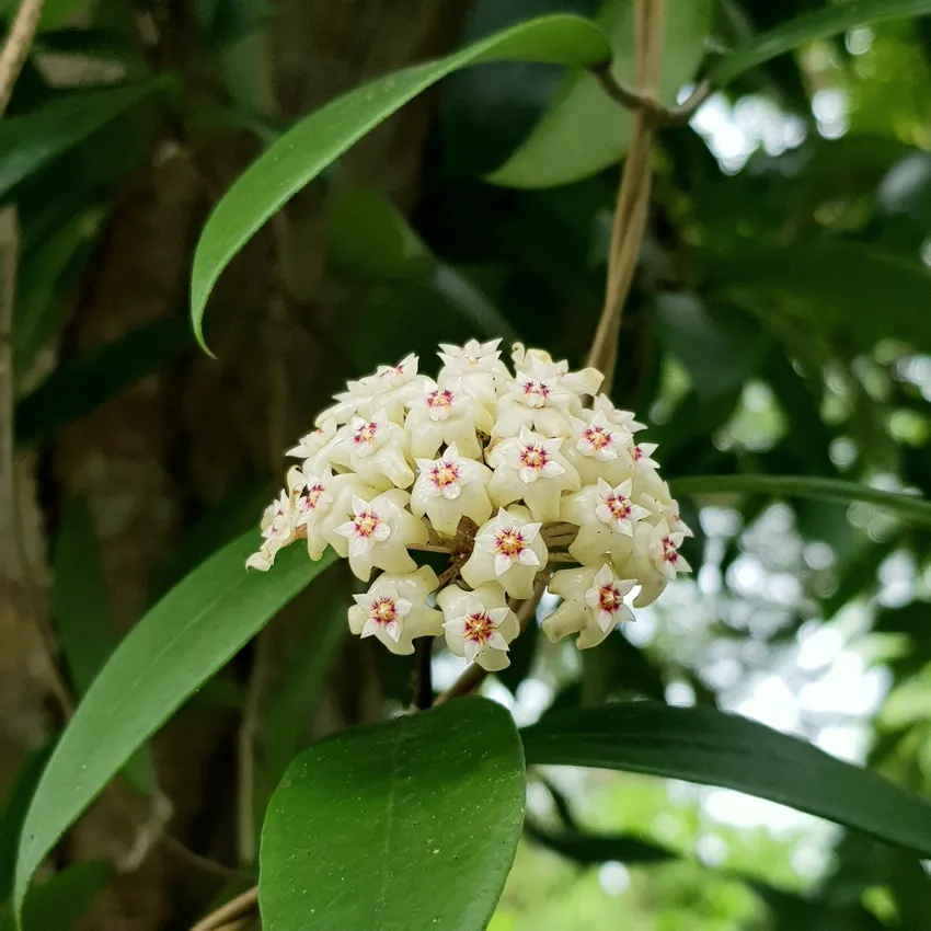 hoya verticillata plant showing characteristic features