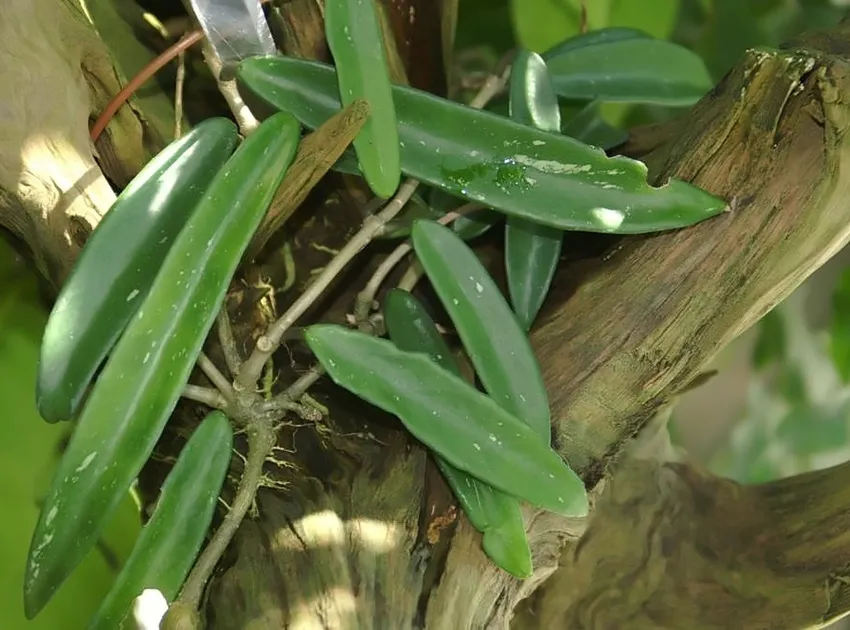 hoya verticillata plant showing characteristic features