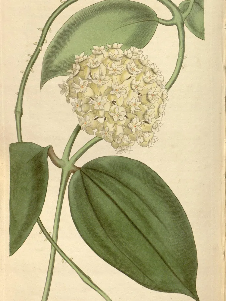 hoya verticillata plant showing characteristic features