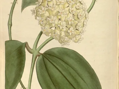 thumbnail hoya verticillata