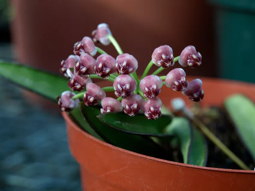hoya wayetii plant showing characteristic features